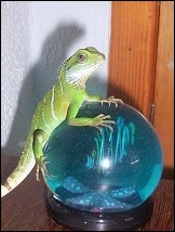 Ir a la guía sobre dragones de agua chinos